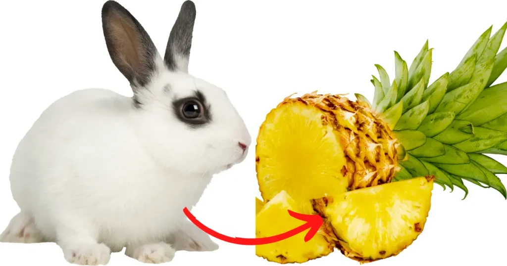 can-rabbits-eat-pineapple