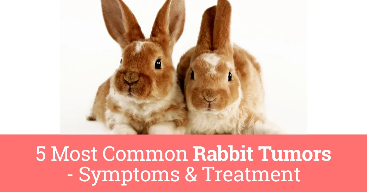 5 Most Common Rabbit Tumor Symptoms And Treatment 7746