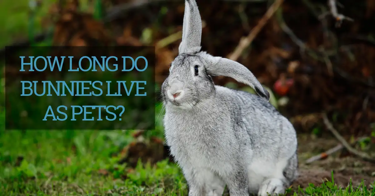 How long do bunnies live as pets