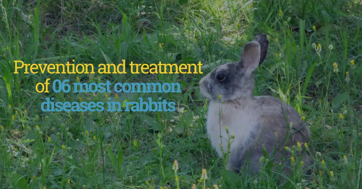 Prevention and treatment of 06 most common diseases in rabbits