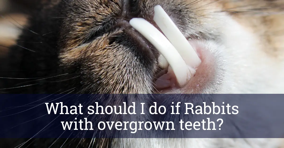 What should I do if Rabbits with overgrown teeth?