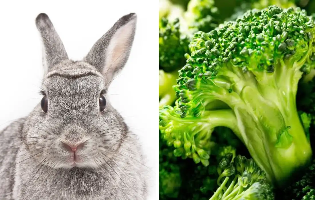 Can Rabbits Eat Broccoli?