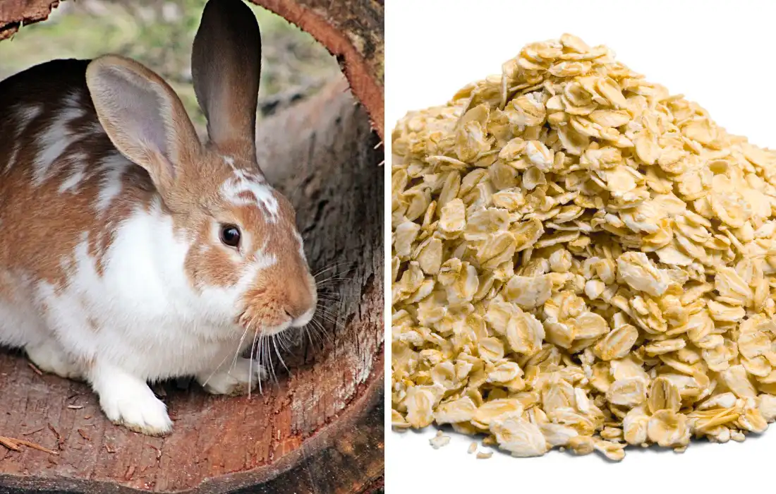 Can Rabbits Eat Oats Sarah Dolce