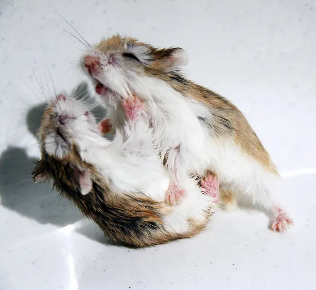 hamsters bite each other