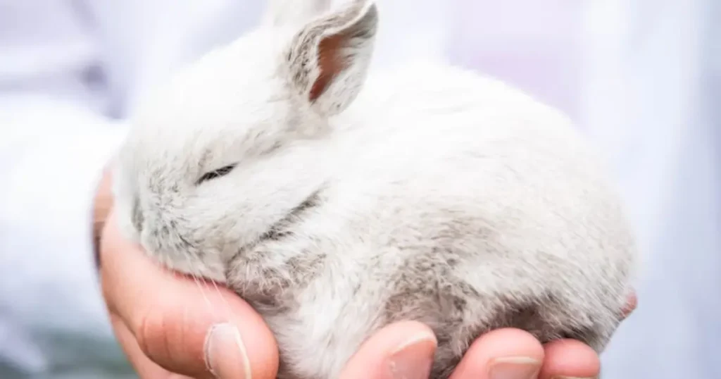 The importance of communication between you and your rabbit.