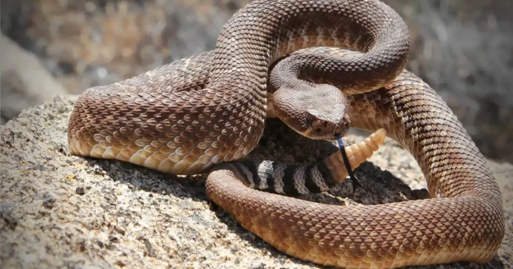 Uncovering the Record-Breaking Rattlesnake of California