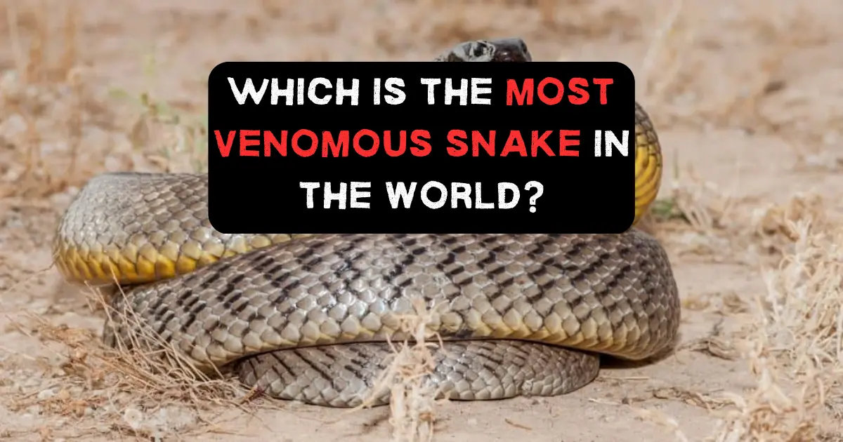 The Top 10 Most Venomous Snakes In The World