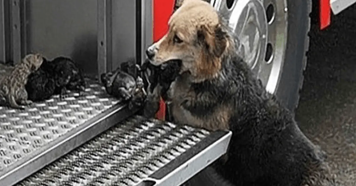 A Heroic Tale Mother Dog Rescues Her Puppies by Courageously Going