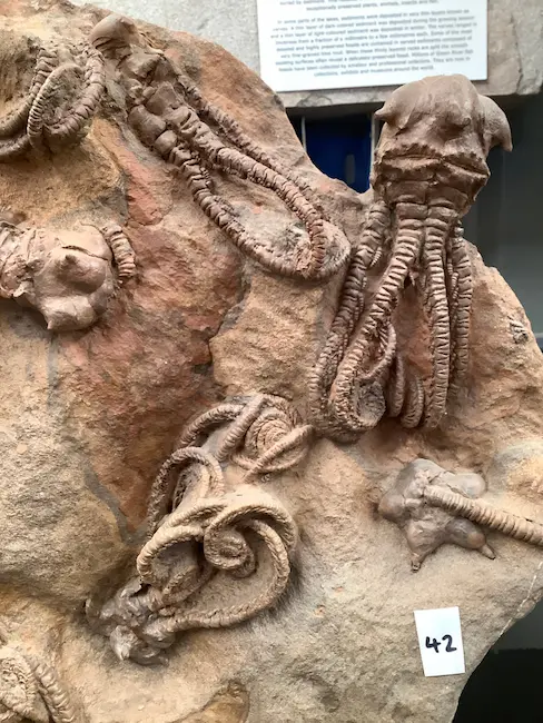 280 Million Year Old Alien Fossil Discovered In Western Australia