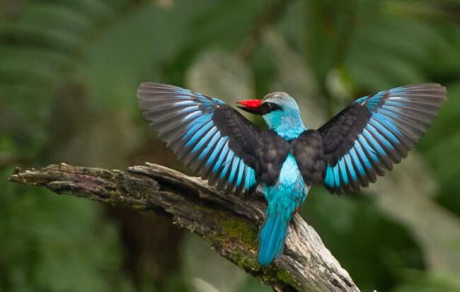 In Search of the Blue-Breasted Kingfisher: An Adventure in the Tropics