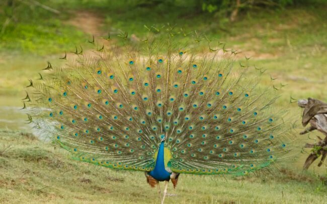 The Asian Peacock: A Symbol of Beauty, Grace, and Wisdom in Mythology and Beyond