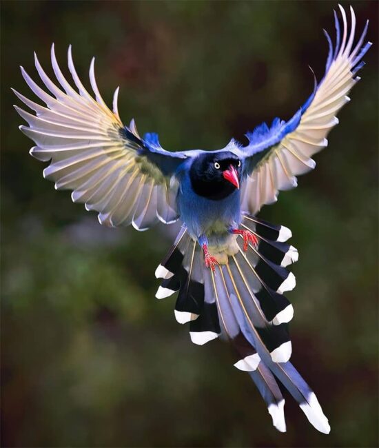 Wings of Serenity: Immerse Yourself in the Tranquil Elegance of the Red-Billed Blue Magpie