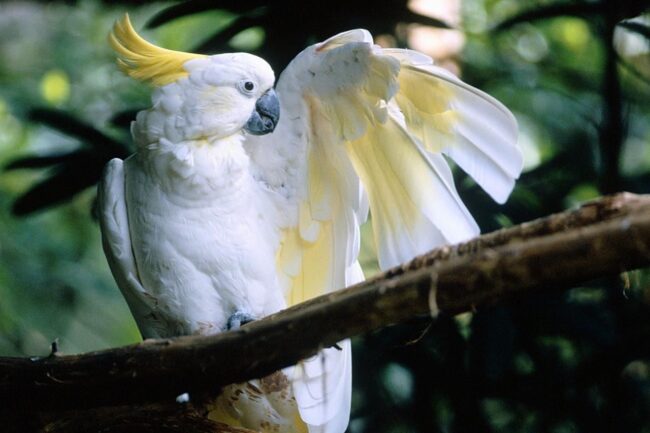Sulphur-Crested Cockatoo — Full Profile, History, and Care