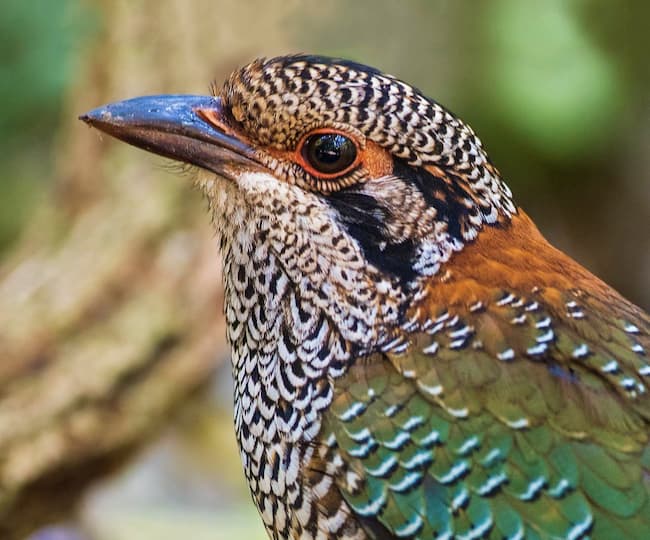 Scaly Ground-roller