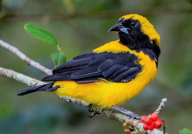 Vibrant Yellow-backed Oriole