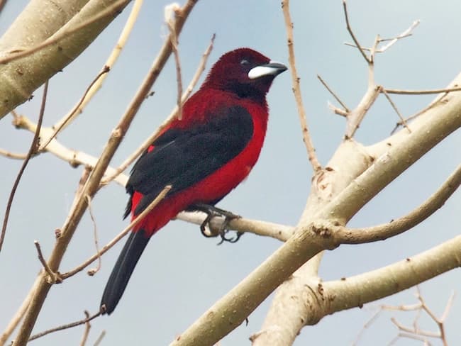 Crimson-Backed Tanager