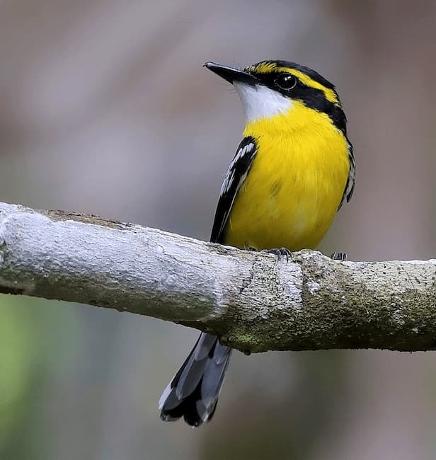  Yellow-breasted Boatbill