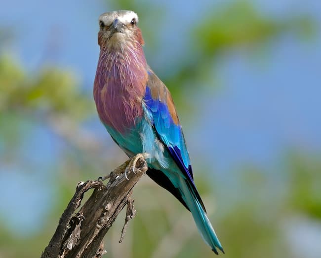  Lilac-Breasted Roller