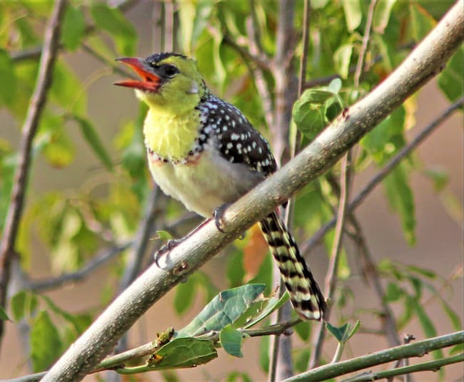  Yellow-Breasted Barbet
