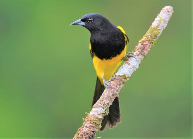  Black-cowled Oriole
