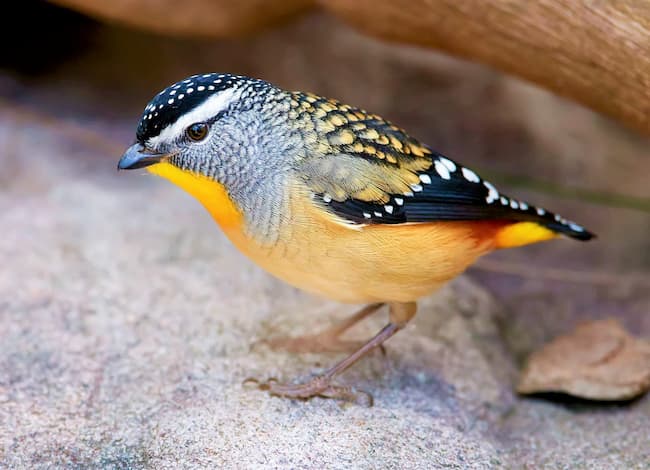  Spotted Pardalote