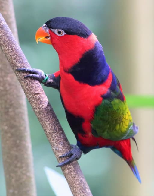  Black-capped Lory