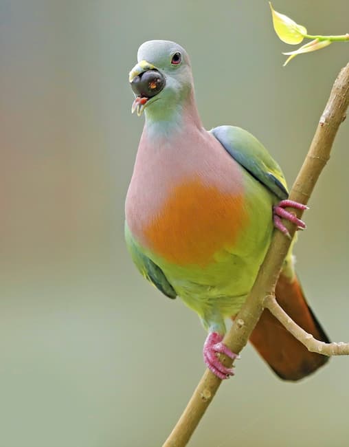  Pink-necked Green Pigeon