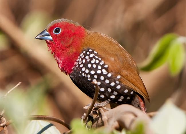 Red-Throated Twinspot