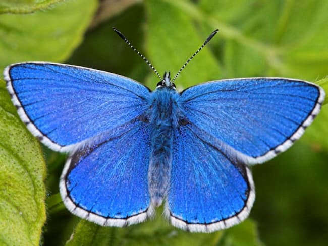 Adonis Blue (Polyommatus bellargus): The Enchanting Butterfly of the Meadows