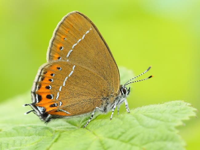 Black Hairstreak (Satyrium pruni): A Delicate Beauty of the Butterfly World