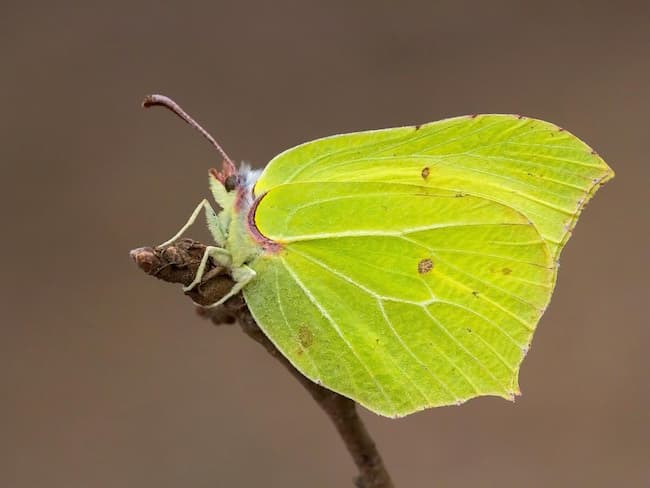 Brimstone (Gonepteryx rhamni): The Iconic Butterfly of Spring