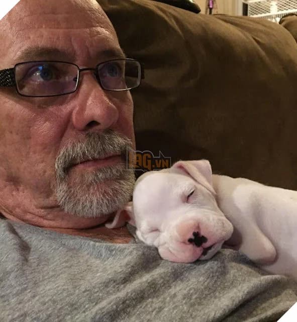 Embracing Miracles: Rescuing a Legless Puppy from Euthanasia Sparks a Beacon of Hope (Video)