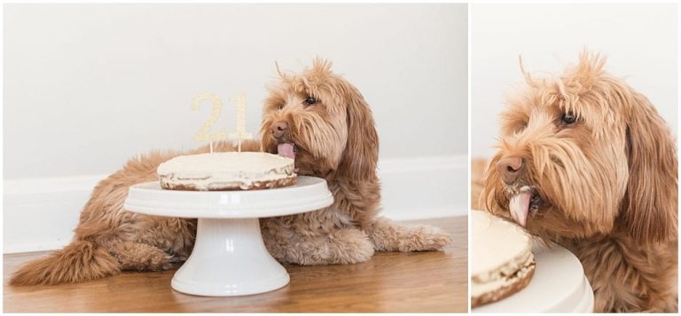 Snout of Fun: Unleashing Joy on Our Pup’s Birthday Celebration!