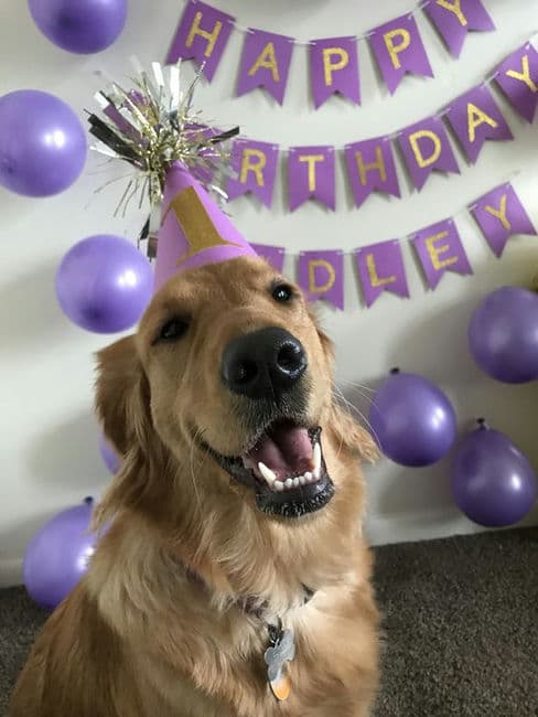 Alone but Not Lonely: A Tail-Wagging Birthday for One