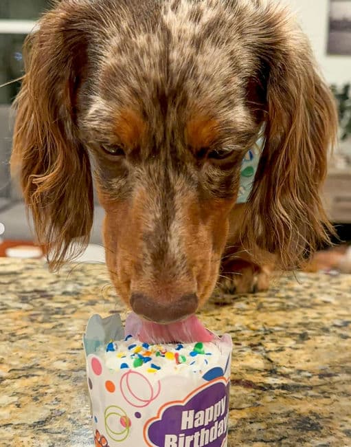 Woof-tastic Wonders: A Day of Delight for Our Furry Birthday Star