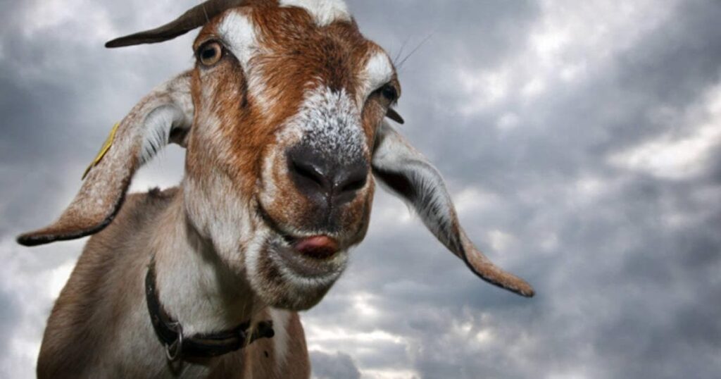 The Gruesome Goat’s Tongue: Greatest Torture of All Time?